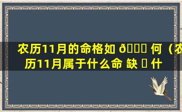 农历11月的命格如 🍀 何（农历11月属于什么命 缺 ☘ 什么）